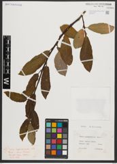 Foto von Salix appendiculata Vill.